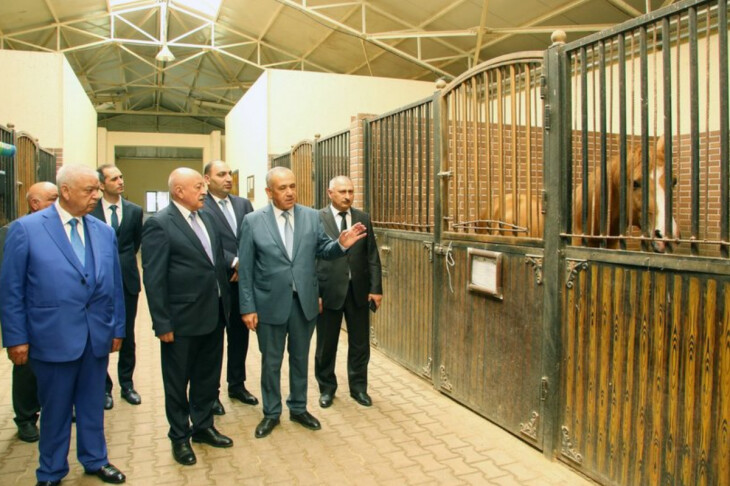 <p>MAİS İBRAHİMOV: Ağcabədidə Qarabağ cinsli atların sərgisi keçirilib (FOTO=25)</p>