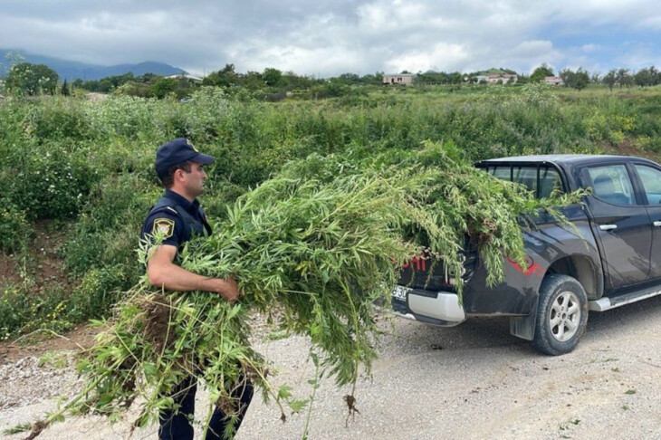 <p>Xocavənddə əməliyyat: 1,5 ton narkotik tərkibli bitki məhv edildi</p>